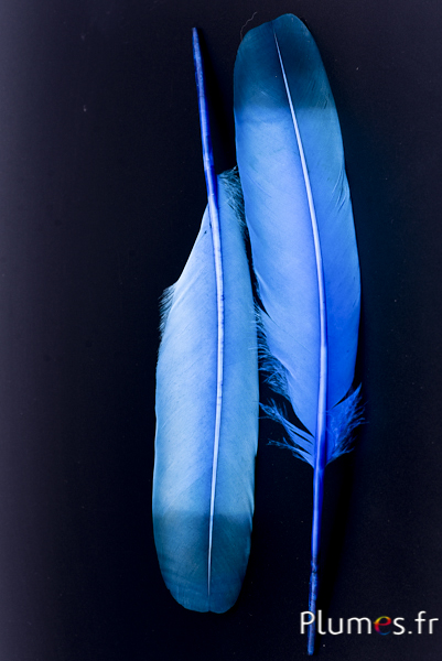 Cygne Soie - 25-30 cm - turquoise-bleu nuit